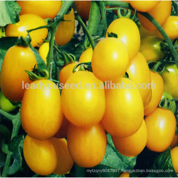 AT141 Kala good fruit setting yellow cherry tomato seeds
